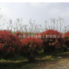 江蘇徐州紅葉石楠球冠幅：150~500