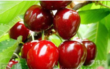 俄羅斯8號大櫻桃品種，俄羅斯8號櫻桃苗，個頭大又甜，豐產抗寒。