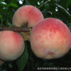基地批發果樹嫁接桃樹水蜜桃黃桃多品種南北方種植庭院地栽