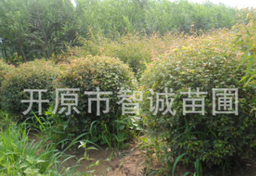 大量出售三角楓，三角楓球量大從優(yōu)物美價廉歡迎前來訂購