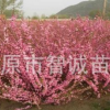 大量供應榆葉梅　雙瓣榆葉梅　小桃紅榆葉梅　大墩榆葉梅