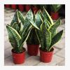 室內(nèi)綠植花卉水培植物金邊虎尾蘭虎皮蘭苗凈化空氣防輻射吸收甲醛