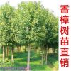 香樟樹苗批發 10cm香樟樹苗批發 規格齊全 成活率高 基地供貨