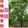 苦楝大苗 楝棗樹(shù) 規(guī)格齊全 基地直銷古漿樹(shù)苦楝10公分粗