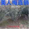 基地?zé)徜N批發(fā) 優(yōu)質(zhì)美人梅 工程綠化苗木 美人梅小苗