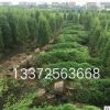 檜柏 基地直銷 小龍柏 各種規格 品種齊全 灑金柏 鋪地柏