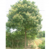 供應句容香樟，句容香樟價格，句容香樟批發。句容香樟基地