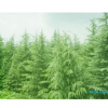 供應(yīng)各類綠化苗木