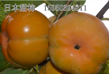 優質日本甜柿樹苗