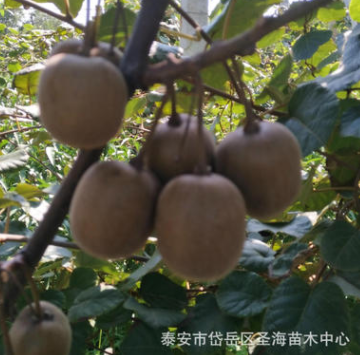 獼猴桃苗基地大量批發，獼猴桃苗現挖現賣，山東泰安獼猴桃苗基地