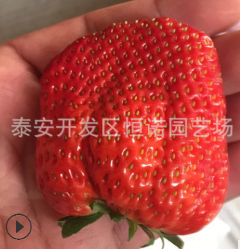 妙香7號草莓苗 章姬草莓苗 個頭大甜查理草莓苗基地批發