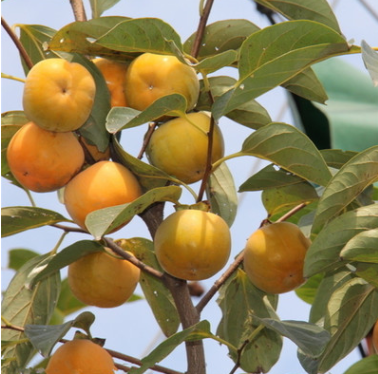 供應(yīng)當(dāng)年嫁接柿子樹苗 羅田甜柿樹苗 口感好的柿子品種