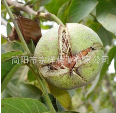 香玲核桃苗 四川基地嫁接果樹苗 薄皮核桃苗 南方核桃苗