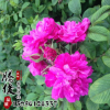 基地直銷(xiāo)四季玫瑰小苗 大花高產(chǎn) 品種月季花苗 可盆栽工程綠化 舉報(bào)