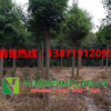 批發(fā)6 8 10 12公分香樟樹(shù)樟樹(shù)行道樹(shù)庭院樹(shù)移栽香樟樹(shù)全冠香樟樹(shù)