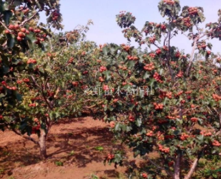 山西運城最新3公分山楂樹價格4公分