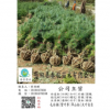 陜西西安藍田綠化白皮松銷售|藍田華山松3米