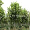 供應法桐苗法國梧桐樹苗速生法桐 行道樹苗5 8 10公分粗法桐批發(fā)