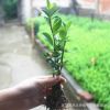 綠化苗木冬青苗冬青樹苗批發(fā)冬青小苗冬青球做籬笆圍墻大四季常青