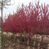 基地直銷紅葉碧桃 工程綠化苗木 庭院觀賞花卉 規(guī)格齊全