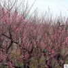 基地直銷紅梅樹苗 庭院室內(nèi)盆栽 紅梅小苗量大批發(fā)