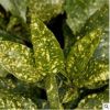 基地直銷灑金珊瑚 綠化工程色塊苗 規(guī)格齊全 珊瑚小苗