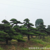 造型羅漢松 常綠喬木 景觀工程庭院綠化苗木大量批發(fā)苗木