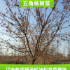 專業供應 優質五角楓樹苗 多種規格 落葉性風景綠化五角楓苗