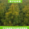 專業供應 優質樟子松樹苗 樟子松營養缽苗 樟子松綠化苗木