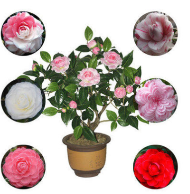 茶花苗帶花苞盆栽四季綠植花卉山茶花大苗當(dāng)年開(kāi)花十八學(xué)士包郵