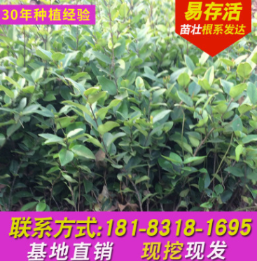 廠家直銷金葉女貞球 園林綠地半常綠小灌木綠化苗木金葉女貞樹苗