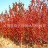 美國紅楓樹苗批發(fā)園林綠化苗木秋火焰 庭院風景樹嫁接紅楓苗