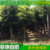 基地批發多桿香樟樹湖南常綠喬木行道樹種植公園小區綠化苗木