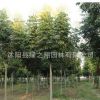 欒樹樹苗批發(fā)園林工程綠化苗木防護樹黃山欒樹