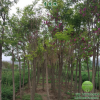 香花槐 樹 苗 嫁接 綠化 占地 行道 截頭 低價 春 秋季 預定 供應