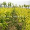 中華金葉榆樹苗批發(fā)工程綠化苗木道路風景樹嫁接金葉榆苗
