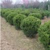 可盆栽瓜子黃楊樹苗 綠籬色塊用瓜子黃楊苗 瓜子黃楊球