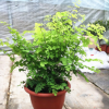 批發(fā)鐵線蕨盆栽 室內(nèi)盆栽花卉 四季常青綠墻觀葉植物小盆栽綠植