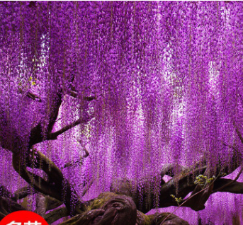 批發紫藤樹紫藤花盆栽庭院工程綠化地栽爬藤攀援植物當年開花