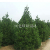 河北保定白皮松各種規格 河北定州白皮松基地 白皮松