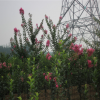 優質百日紅批發 百日紅小苗批發 綠化道路專用