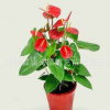 室內高檔花卉盆栽紅掌精品盆景 火鶴花白掌苗 粉掌盆栽四季開花