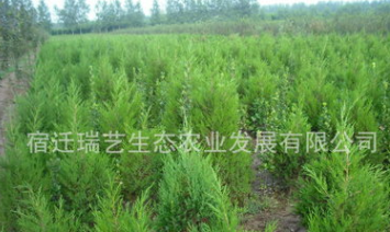 蜀檜樹苗1-3米高 綠化工程檜柏苗 檜柏苗價格 優質蜀檜苗規格全