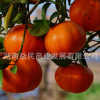 批發果樹苗珍貴新品種【中華紅甜桔】皮薄肉甜 水分足南北方適種