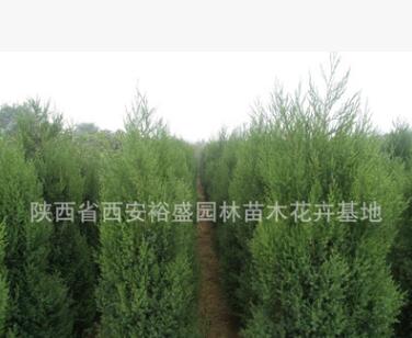 供應(yīng)刺柏/塔柏/檜柏/圓柏/甘肅綠化苗木刺柏球 塔柏球/龍柏球