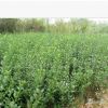 批發小葉黃楊 高山黃楊/冬青/大葉黃楊球城市綠化工程苗木