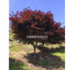 浙江寧波紅楓地徑 30量地徑