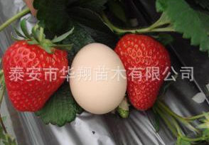 華翔園藝場大量供應紅顏草莓苗 質量保證 量大優惠