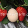 華翔園藝場大量供應(yīng)紅顏草莓苗 質(zhì)量保證 量大優(yōu)惠