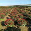 批發紅葉石楠球基地直銷 紅葉石楠球樹苗 規格齊全 紅葉石楠
